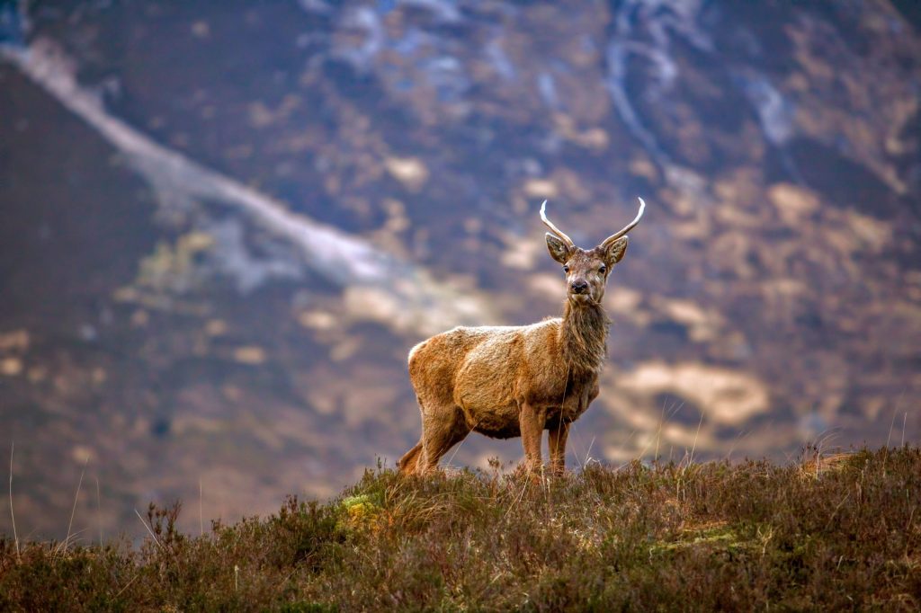 Red Deer Stag