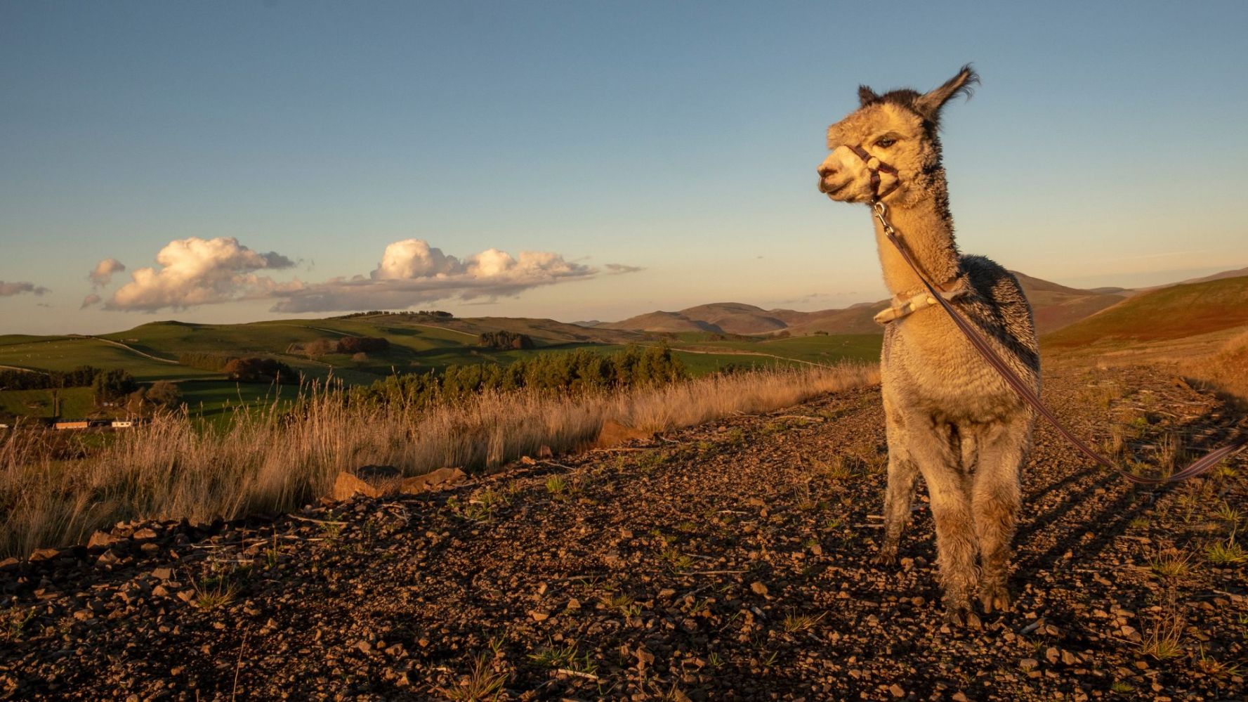 Alpaca standing on a rocky path with hills in the background.