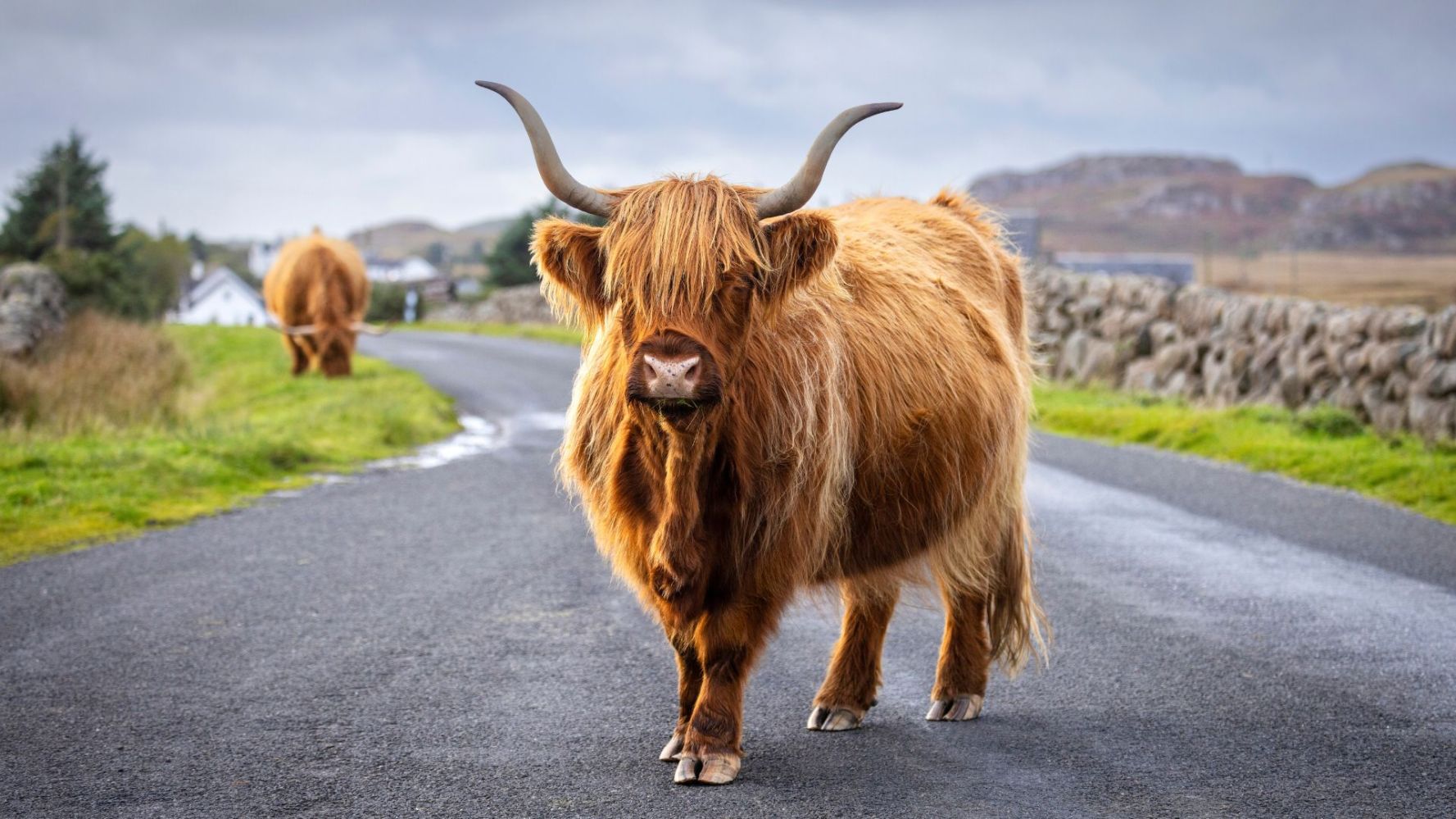 Highland cow with long horns standing on a rural road, another cow in the background.