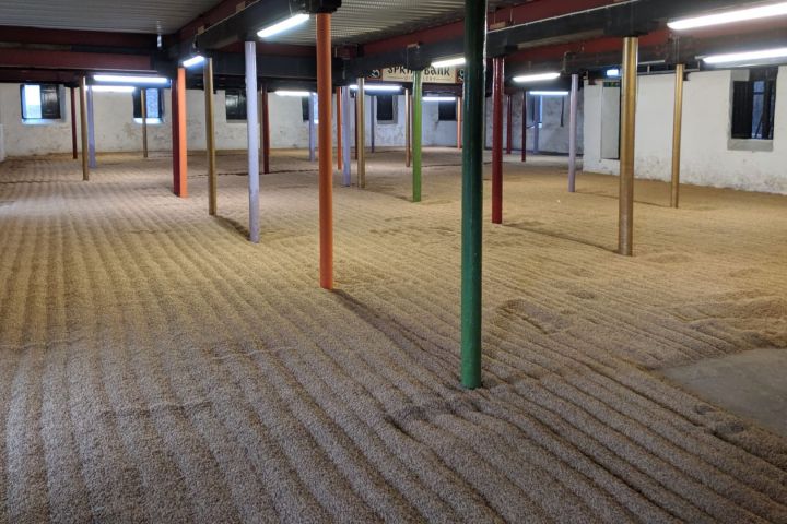 Indoor malting floor with evenly spread grain and colorful support pillars.