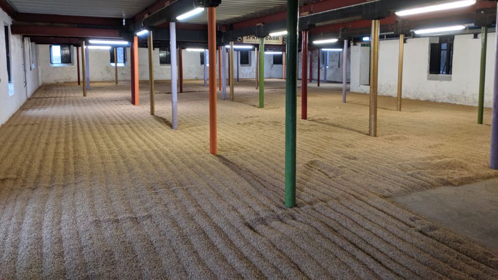 Indoor malting floor with evenly spread grain and colorful support pillars.